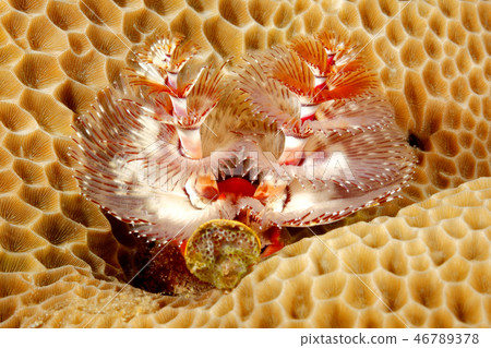 Christmas Tree Tube Worm in Coral Christmas Tree Tube Worm in Coral 46789378