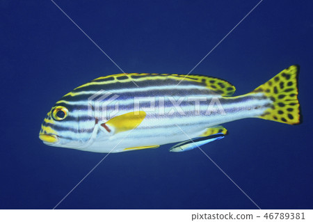 Sweetlips with Cleaner Fish 46789381