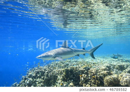 A Grey Reef Shark 46789382