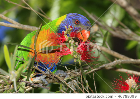 Rainbow Lorikeet 46789399