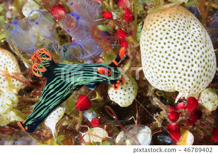 Nudibranch eating Ascidians Nudibranch eating Ascidians 46789402