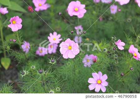 Cosmos 46790058