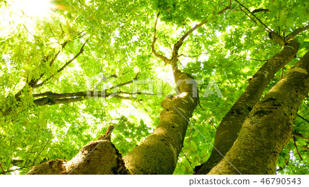 Sunshine that illuminates the trunk of the zelkova Sunshine that illuminates the trunk of the zelkova 46790543
