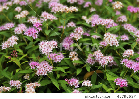 Shimotsuke's flower Shimotsuke's flower 46790657
