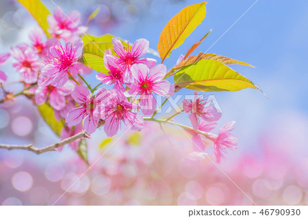 Wild Himalayan Cherry, Cherry flower, Sakura of T Wild Himalayan Cherry, Cherry flower, Sakura of T 46790930