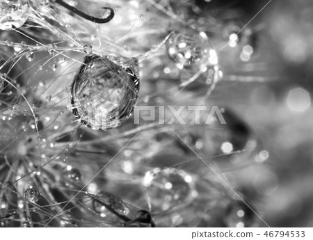 water drop on plants leaf water drop on plants leaf 46794533