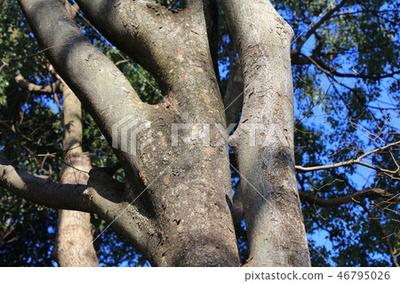 Zelkovata (Elmaceae / Zelkova group) wood skin, tree skin, tree bark, hull, bark 46795026