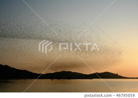 Dance of migratory birds 46795059