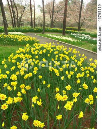 Narcissus blooming scenery Narcissus blooming scenery 46795119