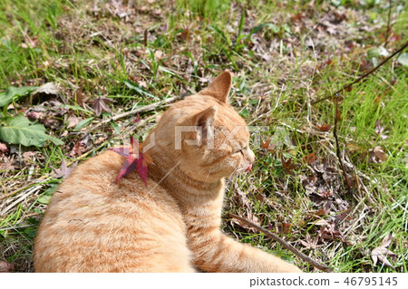 Cat, stray cat, tea tiger, male, maple, colored leaves, fallen leaves 46795145