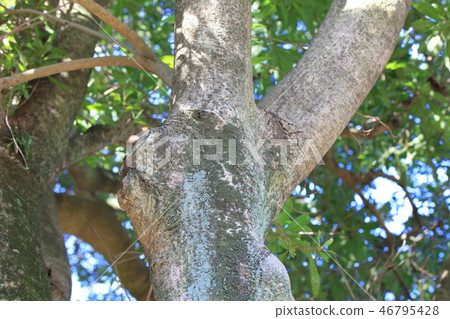 Yamamomo·Yamato（Yamamomo）木皮·皮·木·樹皮·船體·樹皮 46795428