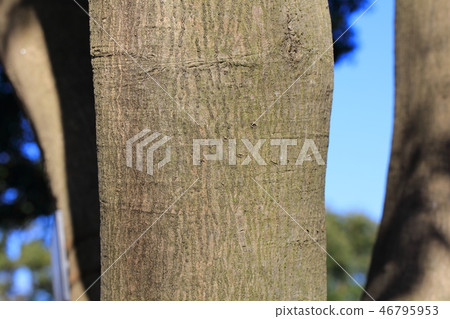 Matebashii（Bechidae Matebashii）木皮，樹皮，樹皮，船體，樹皮 46795953