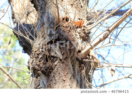 櫟/小苔蘚(Fovaceae Quercus sp。)木皮/樹皮/樹皮/船體/樹皮 櫟/小苔蘚(Fovaceae Quercus sp。)木皮/樹皮/樹皮/船體/樹皮 46796415