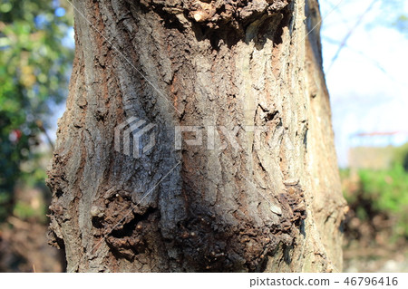 Quercus / Small moss (Fovaceae Quercus sp.) Wood skin / tree skin / tree bark / hull / bark Quercus / Small moss (Fovaceae Quercus sp.) Wood skin / tree skin / tree bark / hull / bark 46796416