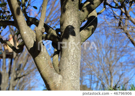 Yabussubaki·山茶花（茶花科）木皮·樹皮·樹皮·船體·樹皮 46796906