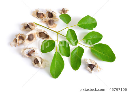 Moringa oleifera seeds with leawes. Isolated Moringa oleifera seeds with leawes. Isolated 46797106