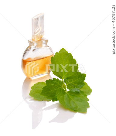 Patchouli sprig with essential oil. Patchouli sprig with essential oil. 46797122