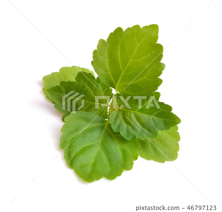 Sprig patchouli Isolated on white background. Sprig patchouli Isolated on white background. 46797123