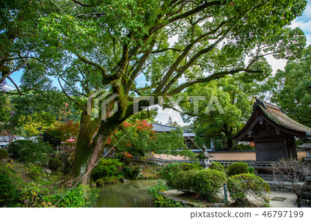 Japan Kyushu View Japan Kyushu Dazaifu Landscape 46797199