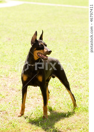 Doberman Doberman 46797411