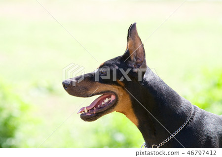 Doberman's profile Doberman's profile 46797412