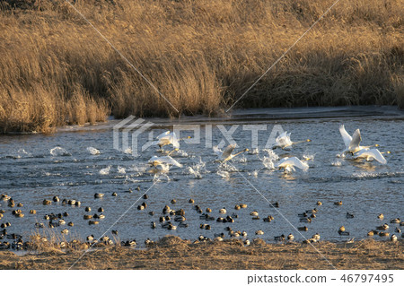 Goni，Cheorwon，江原道 46797495