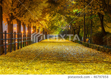 Autumn of Nami island in Seoul ,South Korea Autumn of Nami island in Seoul ,South Korea 46797858
