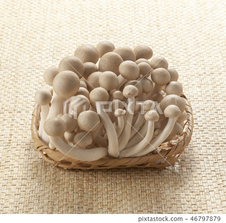 Bunashimeji Bunashimeji 46797879