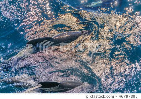 Long-Finned Pilot Whales in the Southern Atlantic Ocean 46797893