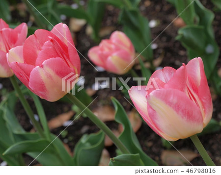 White and pink tulips White and pink tulips 46798016