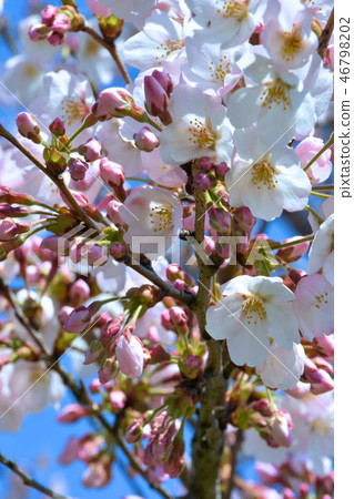 Cherry Blossoms Cherry Blossoms 46798202