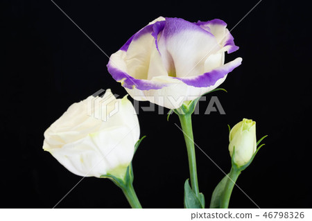 Turquoise thrush with a purple border Turquoise thrush with a purple border 46798326