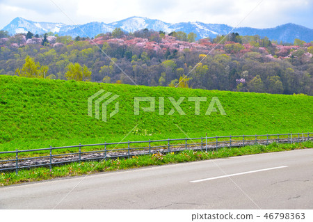 春天富良野旭丘公園 46798363