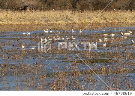 Goni, Jungyang Swamp, Hacchun County, Gyeongnam Goni, Jungyang Swamp, Hacchun County, Gyeongnam 46798619