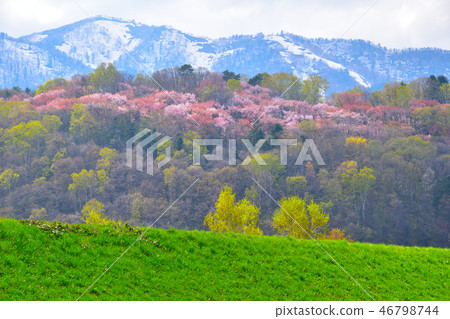 Spring Furano Asahigaoka Park 46798744
