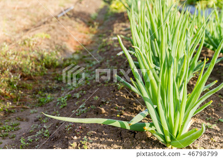 Green onion Green onion 46798799
