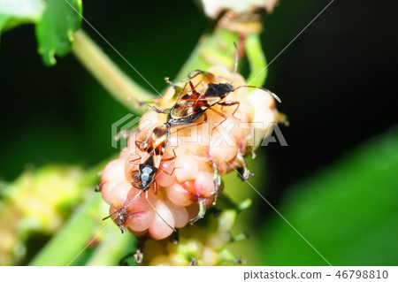 Chamferus(交配)和桑樹種子 Chamferus(交配)和桑樹種子 46798810