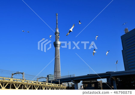 Tokyo Sky Tree and Yurikamome Tokyo Sky Tree and Yurikamome 46798878