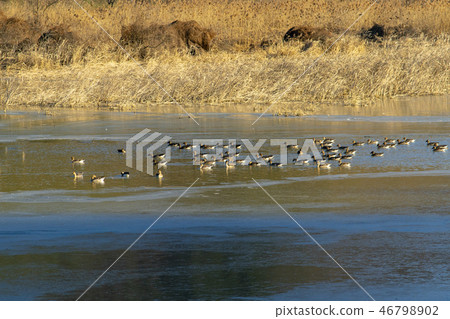 Goni,Jungyang Swamp,Hacchun County,Gyeongnam Goni,Jungyang Swamp,Hacchun County,Gyeongnam 46798902