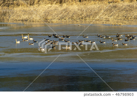 Goni,Jungyang Swamp,Hacchun County,Gyeongnam Goni,Jungyang Swamp,Hacchun County,Gyeongnam 46798903