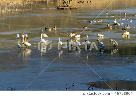 Goni,Jungyang Swamp,Hacchun County,Gyeongnam Goni,Jungyang Swamp,Hacchun County,Gyeongnam 46798904