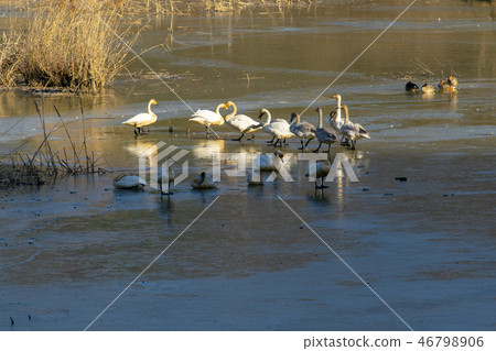 Goni,Jungyang Swamp,Hacchun County,Gyeongnam Goni,Jungyang Swamp,Hacchun County,Gyeongnam 46798906