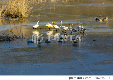 Goni,Jungyang Swamp,Hacchun County,Gyeongnam Goni,Jungyang Swamp,Hacchun County,Gyeongnam 46798907
