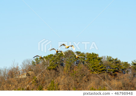 Goni, Jungyang Swamp, Hacchun County, Gyeongnam Goni, Jungyang Swamp, Hacchun County, Gyeongnam 46798948