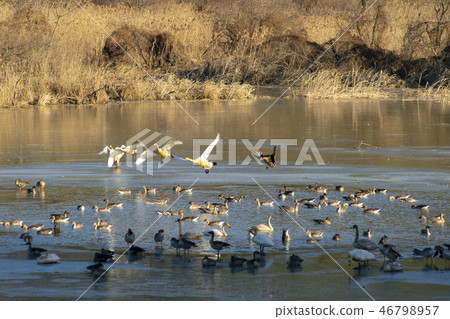 Goni, Jungyang Swamp, Hacchun County, Gyeongnam Goni, Jungyang Swamp, Hacchun County, Gyeongnam 46798957