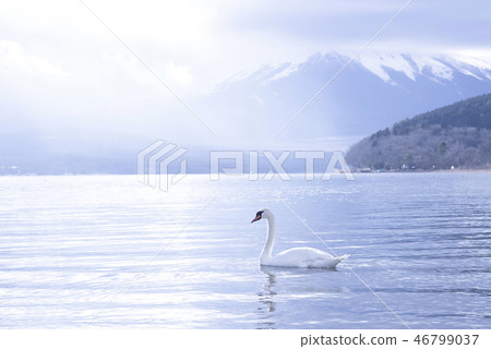 Swan Lake Lake in winter 46799037