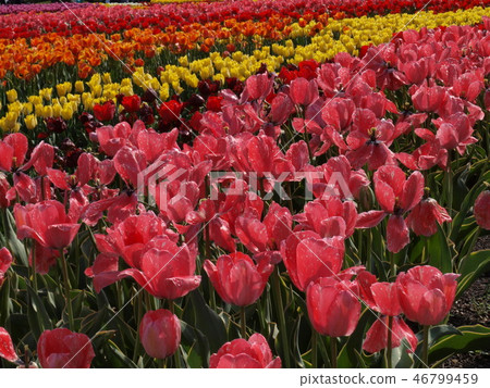 Papīra tūta Flower Field, 1 gab.