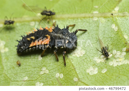 Ladybird larvae Ladybird larvae 46799472