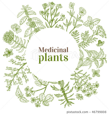 Round Template with Medicinal Plants in... - Stock Illustration ...