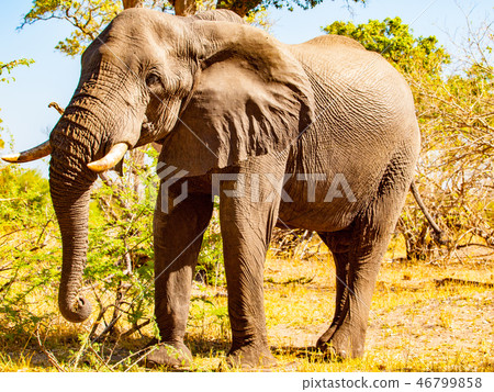 Huge african elephant on sunny day in savanna Huge african elephant on sunny day in savanna 46799858
